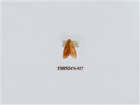 藏品(華麗美苔蛾)的圖片